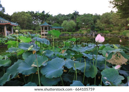 the lotus at Fanling Hong Lok Park