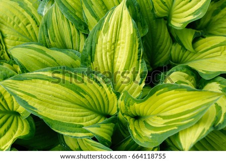 Hosta in the garden. The natural background.Green leaves of ornamental plants.