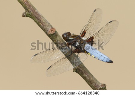A stunning male Broad-bodied Chaser (Libellula depressa) perched on a stick.