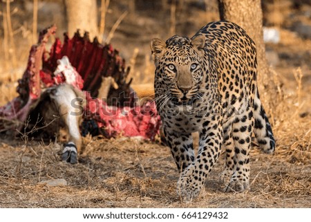 Wild male leopard or panther in indian forest Pride Walk in jungle, ranthambore national park, india - panthera pardus fusca