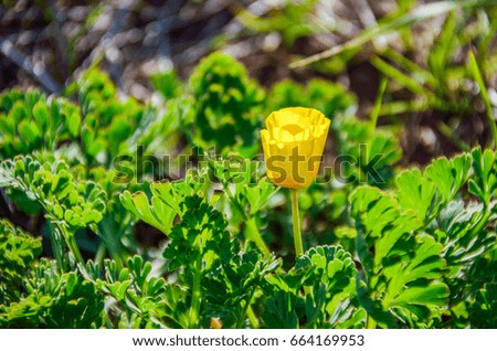 Closeup of one closed yellow poppy flower in California
