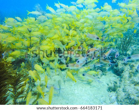 A bunch of grunts in a caribbean coral reef