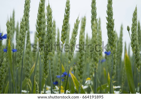 Cornflowers, chamomile and wheat grow in the field. Flowering wild flowers, background