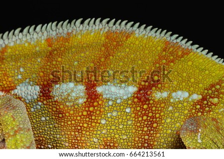 Chameleon- extreme closeup texture