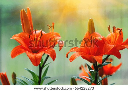 A beautiful tiger lily blossoming in a pot, with a green background.