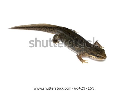 Close Up of Smooth Newt On White Background