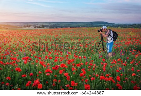 Photographer taking pictures of poppies in the field during sunset 