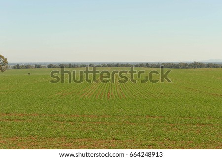 young lush cereal crop growing in a rural paddock with fog on the horizon and a sunny day