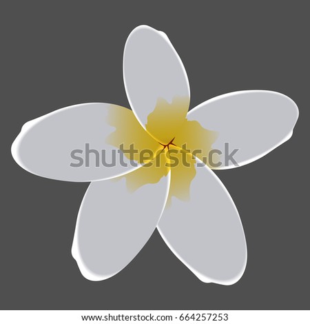 Isolated detailed flower on a grey background, Vector illustration