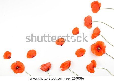 Red poppies frame on white background. Top view, flat lay