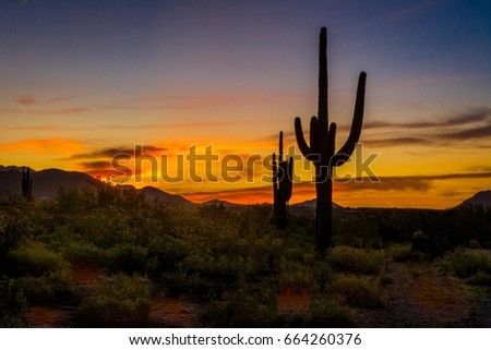 Cowboy Sunrise - Giant saguaro cacti silhouettes provide a foreground for this Sonoran desert landscape.  Cool tones morph to warm in a colorful desert landscape.  