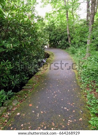 pathway through the woods
