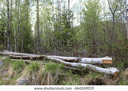 Logs in the forest