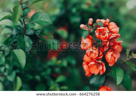 Beautiful Japanese quince flowering peach color on a green background in the garden copy space