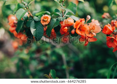 Beautiful Japanese quince flowering peach color on a green background in the garden copy space