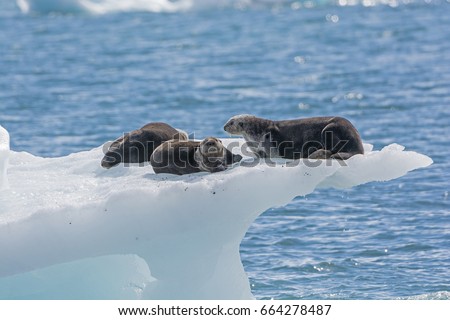 Sea Otters on an Ice Berg in Prince William Sound by the Columbia Glacier in Alaska