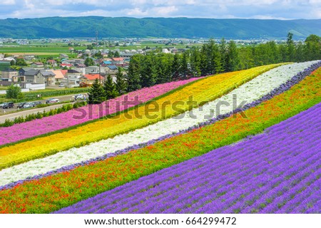 lavender fields in the garden ,furano in Japan on summer time