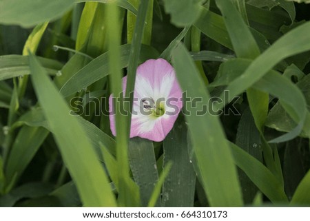 Purple Bindweed Flower image
