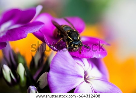 Close-up photo of spring and summer flowers with a bee
