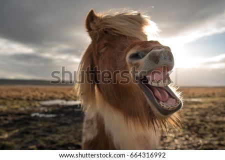 Funny and crazy Icelandic horse Royalty-Free Stock Photo #664316992
