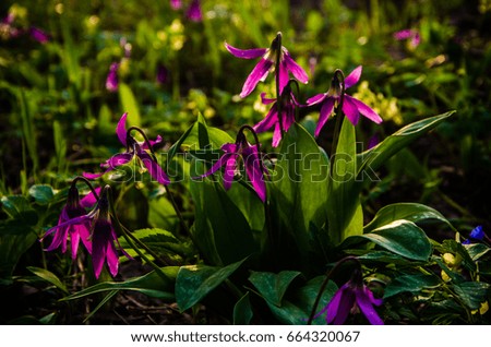 spring flowers in the forest. beautiful purple plants. green juicy grass.