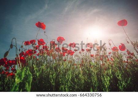 Poppy field. Field of poppies. Beautiful field of red poppies in the sunset light. Landscape with nice sunset over poppy field. Red flowers against blue sky in morning. Prohibited flowers for drugs