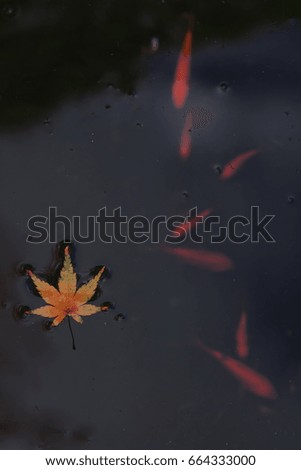Autumn leaves floating in a pond