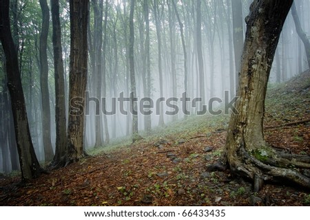 elegant forest picture with trees and fog