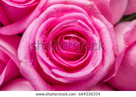 Pink rose with water drops on close up