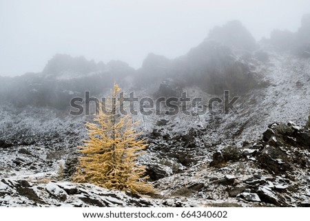 Lonely Larch