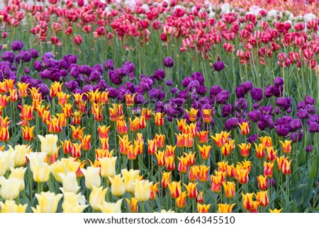 Several rows of flowering tulips. The central part of the frame is in focus. White flowers in the foreground and multicolored rows in the background are blurred .