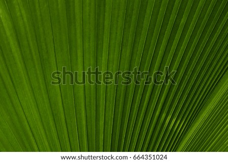 Green palm leaf surface close up texture background image