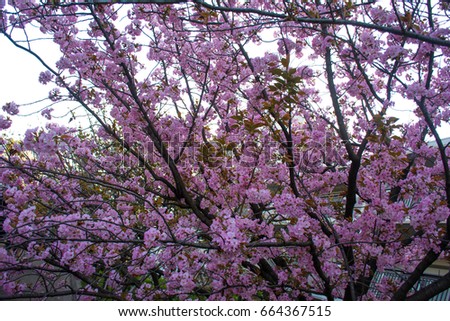 Sakura In Garden 