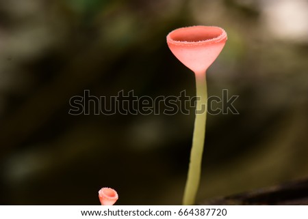 Closeup red cup fungi or champagne mushroom in rain forest of Thailand.