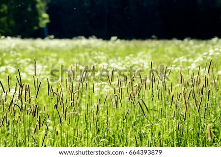 midsummer countryside meadow with flowers. abstract close up neutral background. white and yellow plants blooming