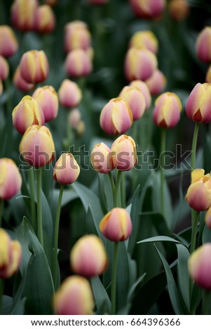  flower of beautiful yellow and pink tulips.