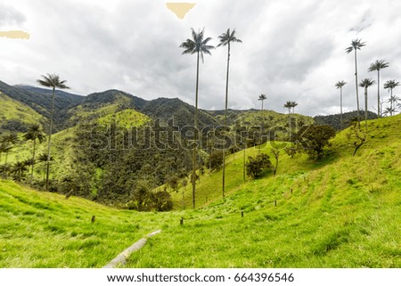 Green pastures and wax palms in Tolima, Colombia. 