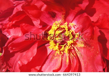Red peony paeonia suffruticosa flower close up with yellow core 