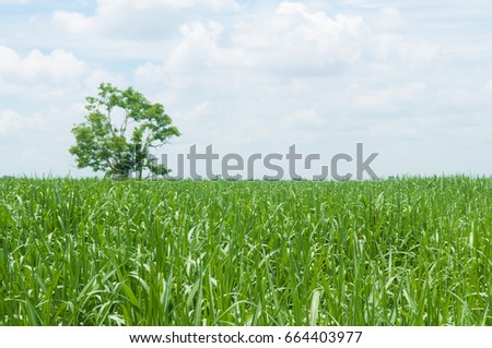 Sugarcane field with white cloud in rainy season of Thailand.