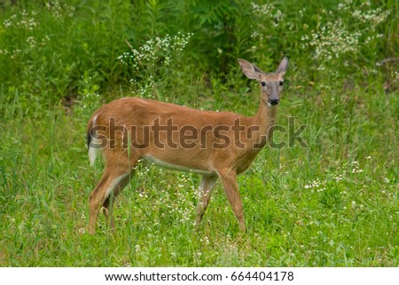 The Whitetail Deer in the Field Royalty-Free Stock Photo #664404178