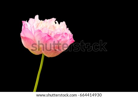 isolated pink lotus flower on black background,die cut with path.