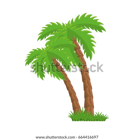 isolated beach palm