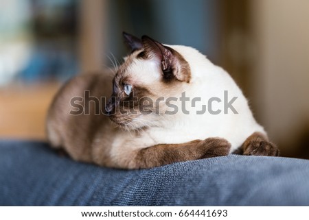 Siamese cat or seal brown cat with grey eyes, resting on a sofa bed.