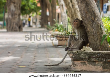 Animals - Thai monkey in the Khao wang (Phra Nakorn Khiri) temple in Petchburi, Thailand picture 3