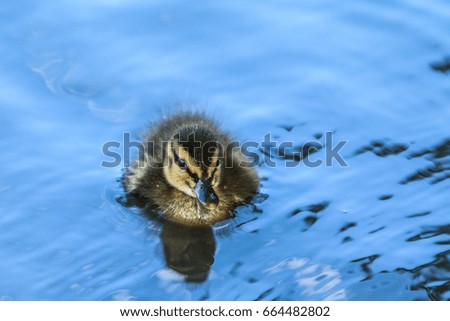 A picture of cute small ducklings. So shy and vulnerable. 