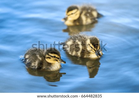 A picture of cute small ducklings. So shy and vulnerable. 