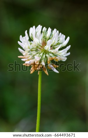 Trifolium pratense. White flower of purple clover, red clover.
