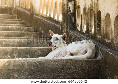 Dog resting on the stairs, female dogs are species in Thailand.