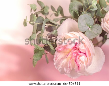 Eucalyptus leaves and lush rose on pink background. Background for a site design page about beauty and flowers. A place for your inscriptions. Nature concept. Tinted pastel picture. Copy space