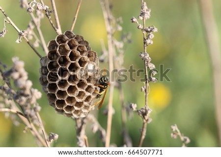 A macro of a field wasp building its hive. An insect female builds a dwelling for herself and her offspring. A bright summer and positive picture. Hives of foxes of strict geometric form.